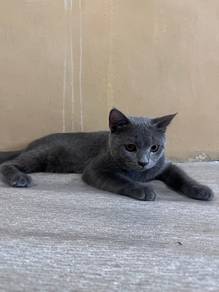 Couple BSH Male & Female
