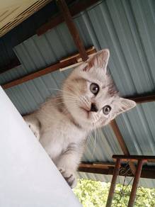 BSH KITTEN GRAY (Jantan)