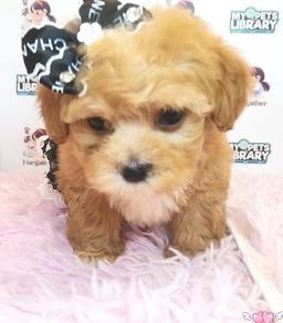 Maltipoo