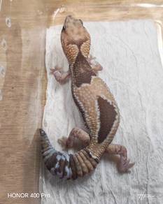 Fatt Tail Gecko 