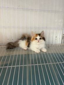 Minuet Calico kitten