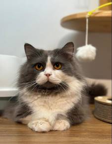 Munchkin Long hair cat