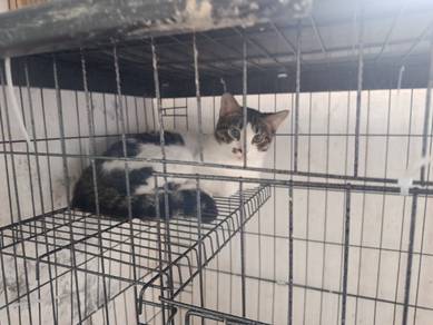 kucing untuk di jual