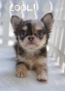 CHIHUAHUA PUPPIES VIP94🌷Head Apple Bonnie Dog