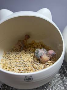 Burung Budgie jinak