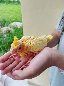 burung cockatiel anak suap