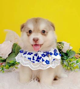 Pomsky