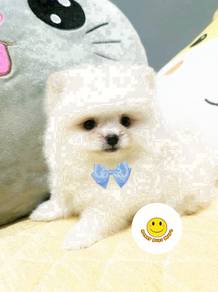 HHH_TTD3 Tiny Pomeranian pretty cute puppies