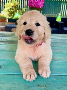 Golden Retriever$