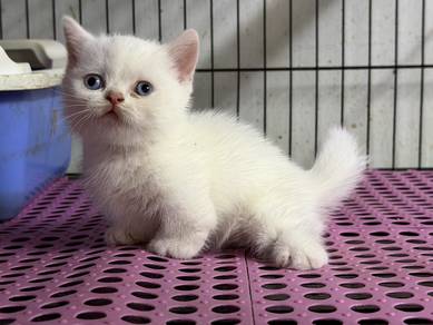 British munchkin