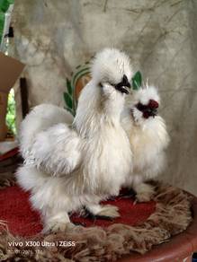 American Silkie