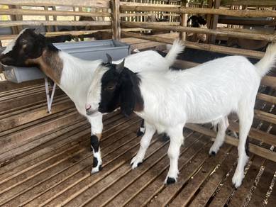 Kambing jate muda