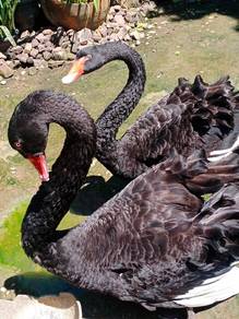 angsa black swan@angsa hitam