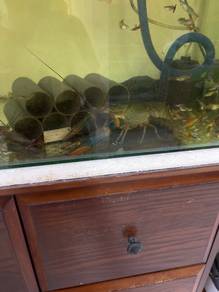 lobster red claw yang bertelur