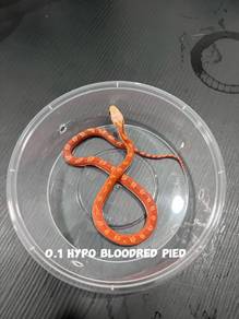 corn snake (hypo bloodred pied morph)