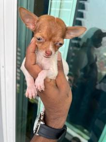 Chihuahua puppy =4