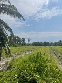 Agricultural Land in Kuala Selangor, SGR