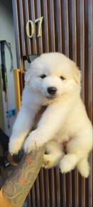 husky mix samoyed