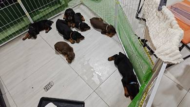 Doberman 
