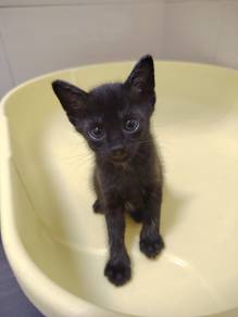 Cat, Kitten, Black Panther free for adoption