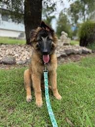 belgian truver puppy rare breed