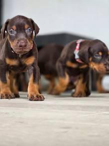 doberman h