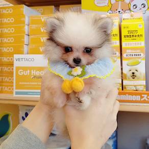 Pomeranian