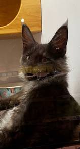 Mainecoon Smoke Grey Untuk Dijual !!