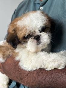 Shih Tzu Male