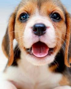 HHH-9002 Beagle awesome cute puppies