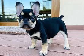 GSW6688 French Bulldog cute puppy 2 months old