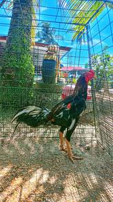 Ayam Ratu Kambu 