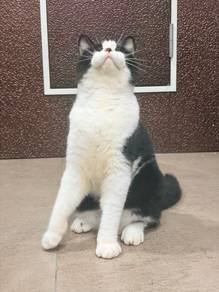 kucing BRITISH SHORT HAIR