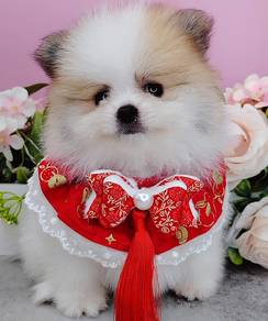 Pomeranian