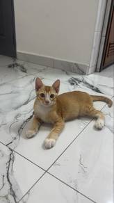 Cute Kittens Free for Adoption