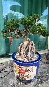 Artistic Bonsai Collection