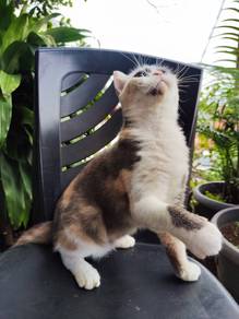 british shorthair dilute calico