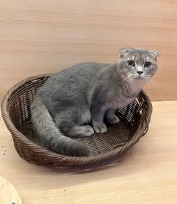 Scottish Fold Untuk Dijual !!