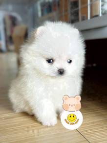 D_Y50011 pretty tiny Pomeranian puppy