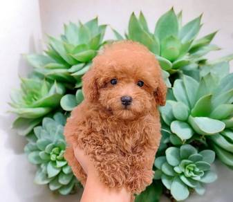Cavapoo puppy1