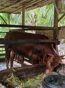 lembu untuk dijual