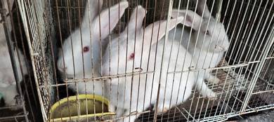 rabbit, arnab 