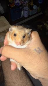 hamster mix colore