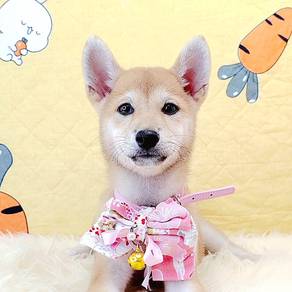 Shiba