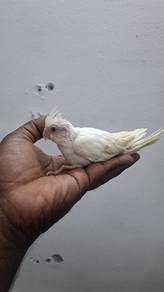 Burung albino