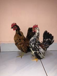 chicken