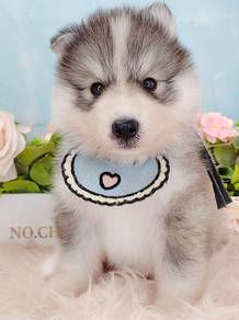 Wooly husky