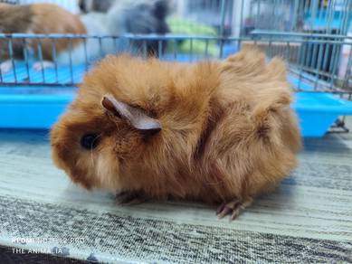 guinea pig jantan