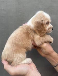 ENGLISH COCKER SPANIEL PUPPIES F361 🌻Female