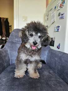 B2840 Boopable Poodle curly coat small medium size